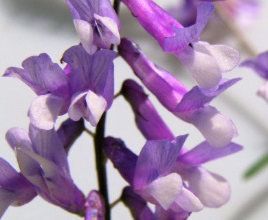 Vicia villosa