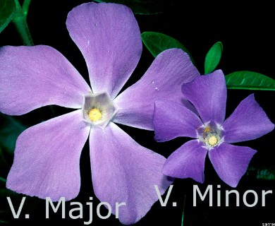 Vinca major