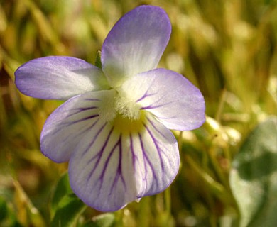 Viola bicolor