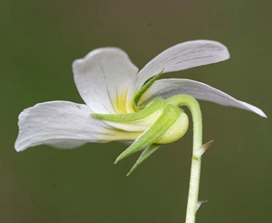 Viola canadensis