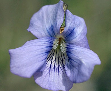 Viola cucullata