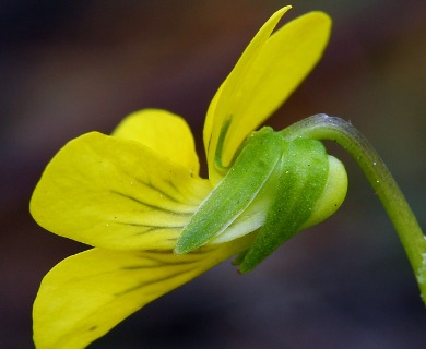 Viola glabella