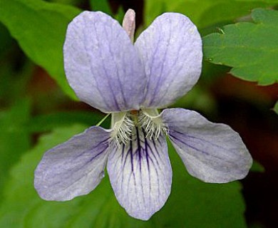 Viola labradorica