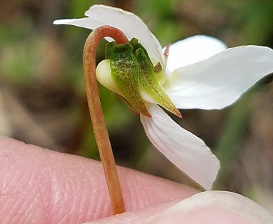 Viola lanceolata