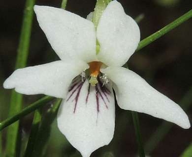 Viola macloskeyi