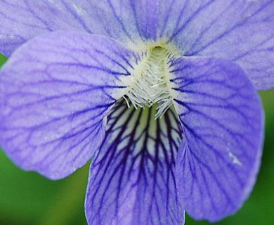 Viola nephrophylla