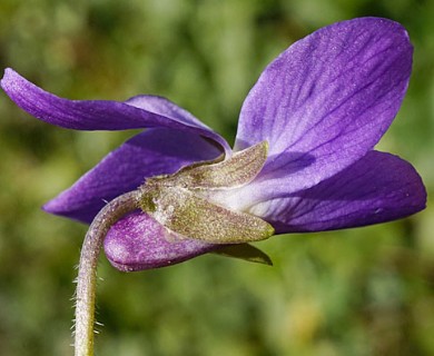 Viola odorata