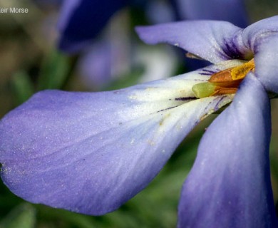 Viola pedata