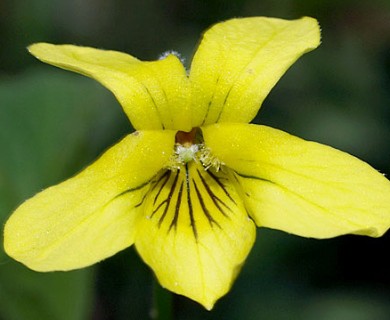 Viola pubescens