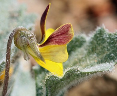 Viola purpurea