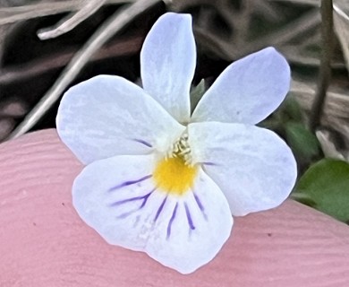 Viola rafinesquei