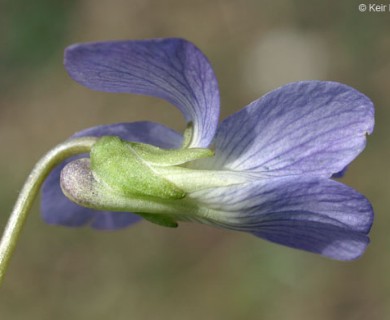 Viola sororia