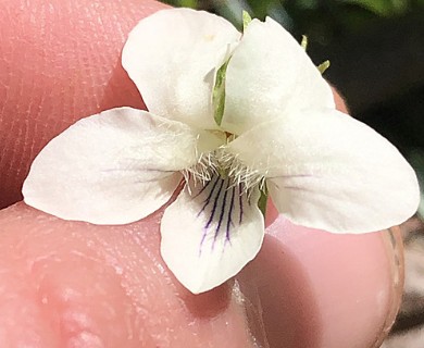 Viola striata