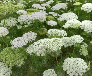 Visnaga daucoides