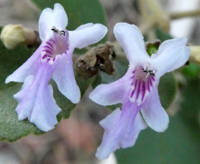 Vitex mollis