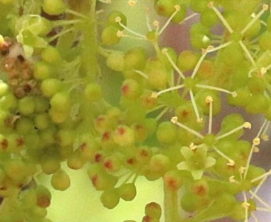 Vitis acerifolia