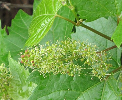 Vitis riparia