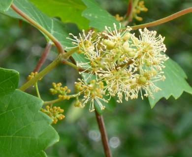 Vitis rotundifolia