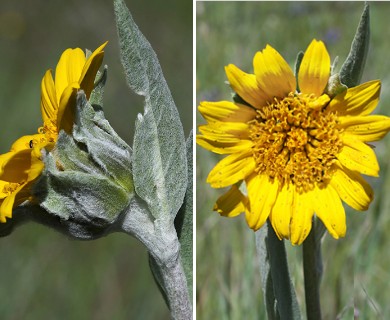 Wyethia mollis