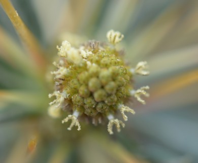 Xanthium spinosum