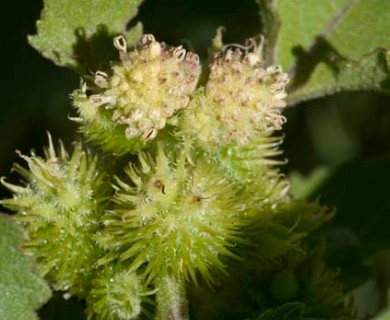 Xanthium strumarium