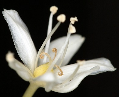 Xerophyllum tenax