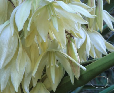 Yucca baccata