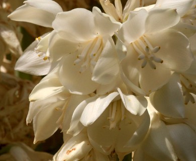 Yucca faxoniana