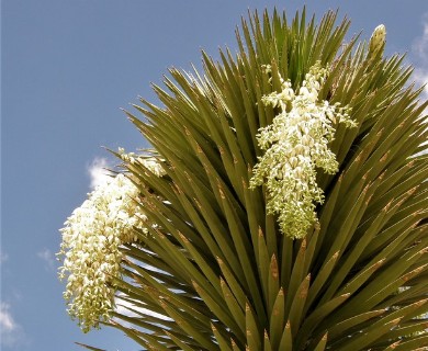 Yucca filifera