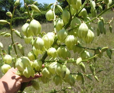 Yucca necopina