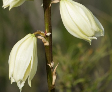 Yucca reverchonii