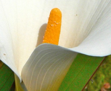 Zantedeschia aethiopica