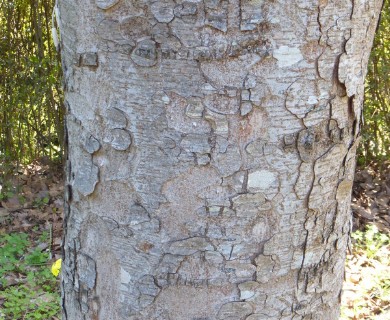 Zelkova serrata