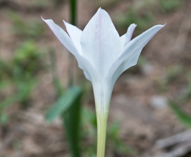 Zephyranthes drummondii