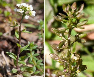 Abdra brachycarpa