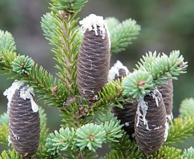 Abies balsamea