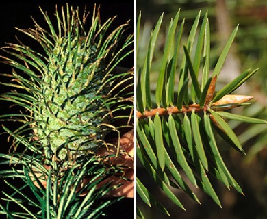 Abies bracteata