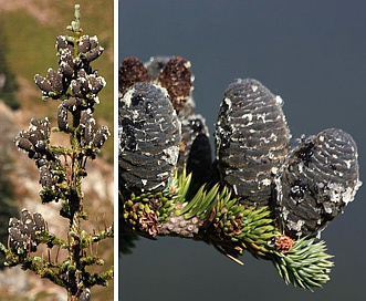 Abies lasiocarpa