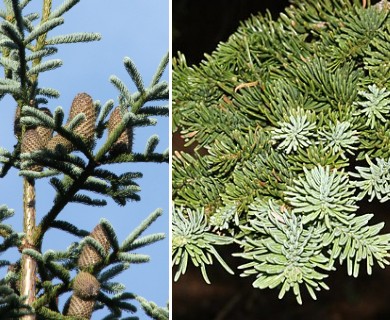 Abies procera