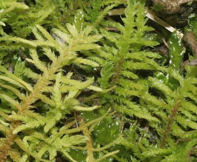 Abietinella abietina