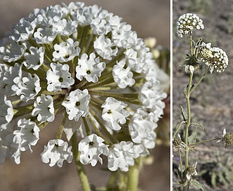 Abronia fragrans