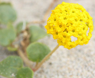 Abronia latifolia