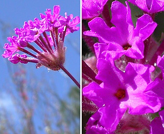 Abronia pogonantha