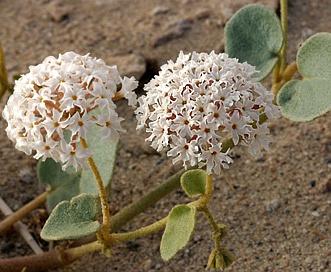 Abronia turbinata