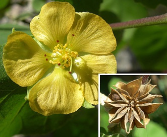 Abutilon abutiloides