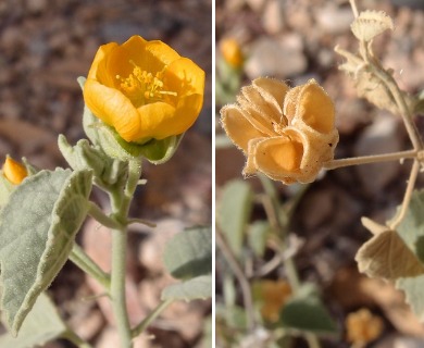 Abutilon malacum