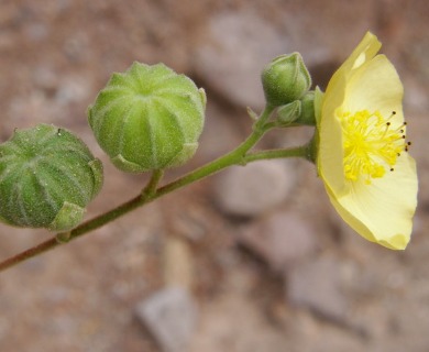 Abutilon reventum