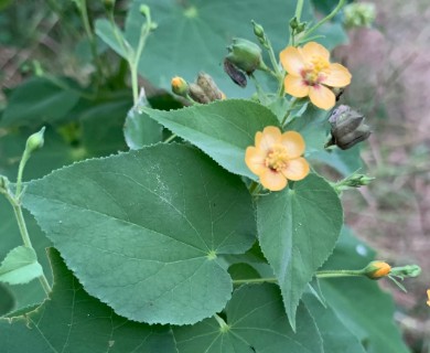 Abutilon trisulcatum