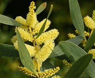 Acacia longifolia