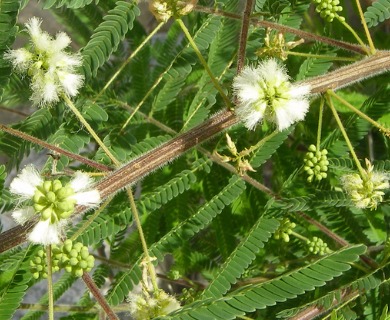 Acaciella angustissima